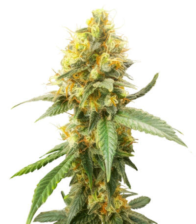 Сорт Jack Herer fem (Seedkeepers) Сорт Jack Herer fem (Seedkeepers)