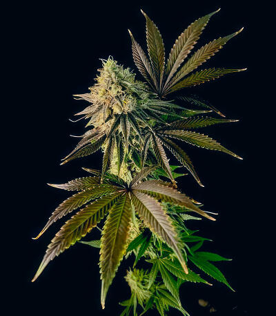 Сорт Jealousy Kush fem (Seedkeepers) Сорт Jealousy Kush fem (Seedkeepers) — изображение 7