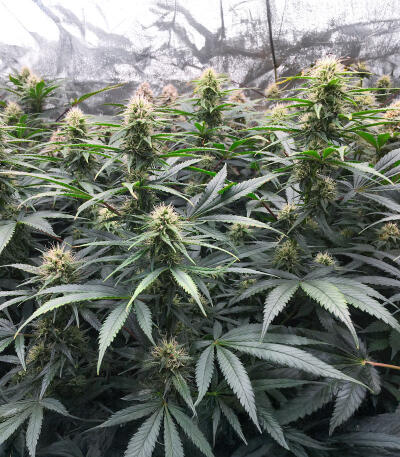 Сорт Northern Lights 10 of 10 fem (Seedkeepers) Сорт Northern Lights 10 of 10 fem (Seedkeepers) — изображение 3