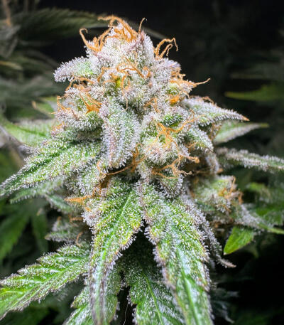 Сорт Northern Lights 10 of 10 fem (Seedkeepers) Сорт Northern Lights 10 of 10 fem (Seedkeepers) — изображение 4