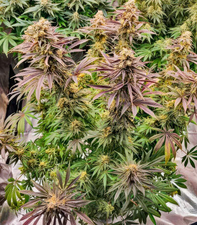 Сорт Purple Punch F1 fem (Seedkeepers) Сорт Purple Punch F1 fem (Seedkeepers) — изображение 3