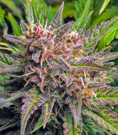 Сорт Purple Punch F1 fem (Seedkeepers) Сорт Purple Punch F1 fem (Seedkeepers) — изображение 6