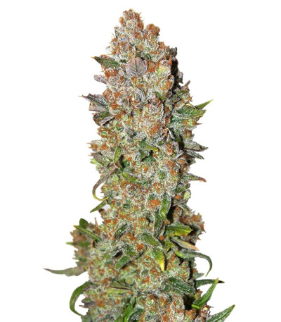 Сорт Rhino Ryder Auto fem (FastBuds) Сорт Rhino Ryder Auto fem (FastBuds)