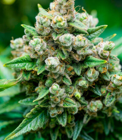 Сорт RudeBoi OG F1 fem (Seedkeepers) Сорт RudeBoi OG F1 fem (Seedkeepers) — изображение 4