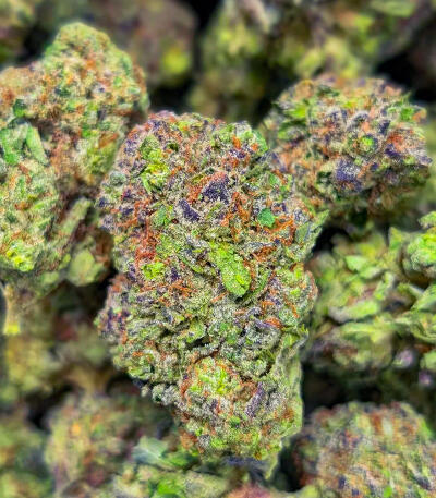 Сорт RudeBoi OG F1 fem (Seedkeepers) Сорт RudeBoi OG F1 fem (Seedkeepers) — изображение 6