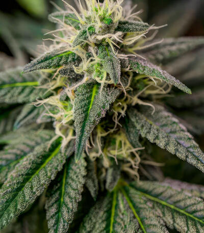 Сорт RudeBoi OG F1 fem (Seedkeepers) Сорт RudeBoi OG F1 fem (Seedkeepers) — изображение 7