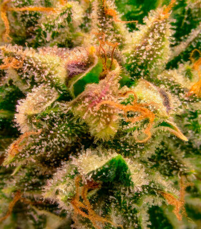 Сорт RudeBoi OG F1 fem (Seedkeepers) Сорт RudeBoi OG F1 fem (Seedkeepers) — изображение 8
