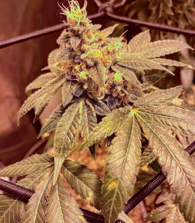 Сорт RudeBoi OG F1 fem (Seedkeepers) Сорт RudeBoi OG F1 fem (Seedkeepers) — изображение 3