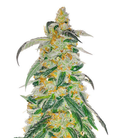 Сорт RudeBoi OG F1 fem (Seedkeepers) Сорт RudeBoi OG F1 fem (Seedkeepers)