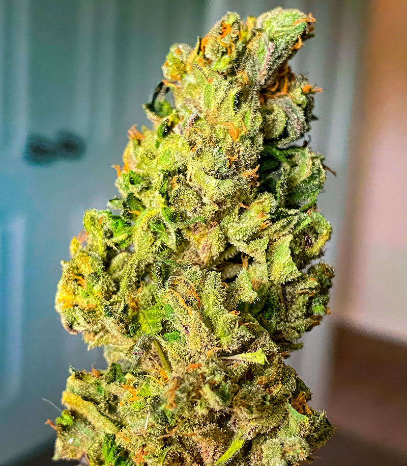 Сорт Sour Diesel Autoflower fem (Seedkeepers) Сорт Sour Diesel Autoflower fem (Seedkeepers) — изображение 3
