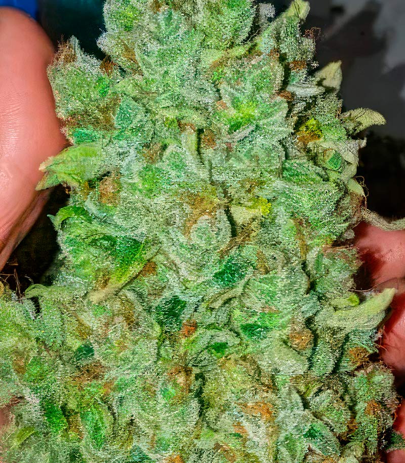 Сорт Sour Diesel Autoflower fem (Seedkeepers) Сорт Sour Diesel Autoflower fem (Seedkeepers) — изображение 4