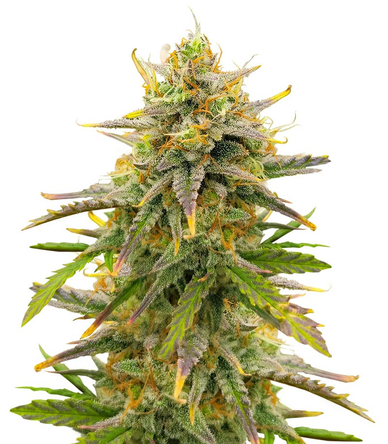 Сорт Sour Diesel Autoflower fem (Seedkeepers) Сорт Sour Diesel Autoflower fem (Seedkeepers)