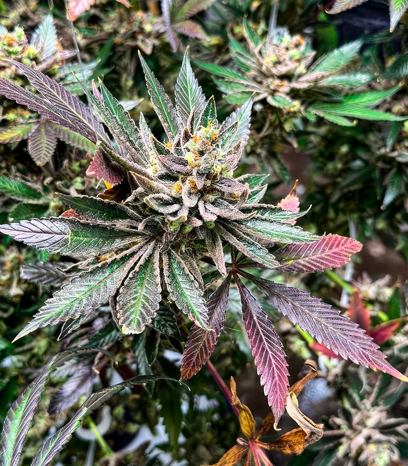 Сорт Sour Diesel x OG Kush fem (Seedkeepers) Сорт Sour Diesel x OG Kush fem (Seedkeepers) — изображение 4