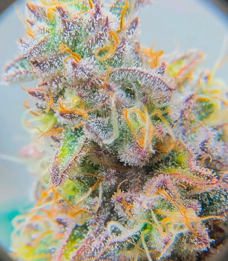 Сорт Sour Diesel x OG Kush fem (Seedkeepers) Сорт Sour Diesel x OG Kush fem (Seedkeepers) — изображение 5