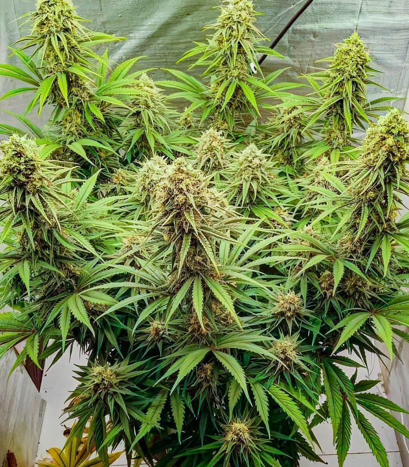 Сорт Sour Diesel x OG Kush fem (Seedkeepers) Сорт Sour Diesel x OG Kush fem (Seedkeepers) — изображение 8