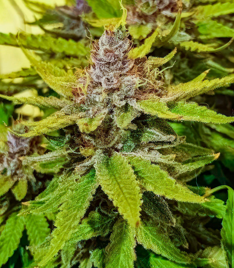 Сорт Sour Diesel x OG Kush fem (Seedkeepers) Сорт Sour Diesel x OG Kush fem (Seedkeepers) — изображение 6