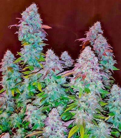 Сорт Trainwreck Fast Version fem (Seedkeepers) Сорт Trainwreck Fast Version fem (Seedkeepers) — изображение 6