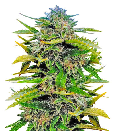 Сорт Trainwreck Fast Version fem (Seedkeepers) Сорт Trainwreck Fast Version fem (Seedkeepers)