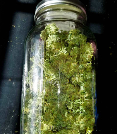 Сорт Money Bush fem (Heavyweight Seeds) Сорт Money Bush fem (Heavyweight Seeds) — изображение 5