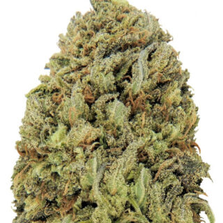 Сорт Fast & Vast Auto fem (Heavyweight Seeds)