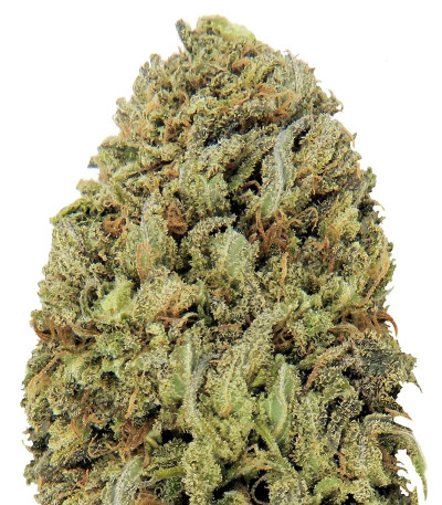 Сорт Fast & Vast Auto fem (Heavyweight Seeds) Сорт Fast & Vast Auto fem (Heavyweight Seeds)