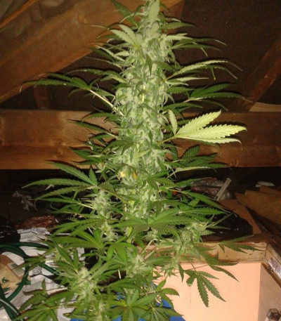 Сорт Fast & Vast Auto fem (Heavyweight Seeds) Сорт Fast & Vast Auto fem (Heavyweight Seeds) — изображение 3