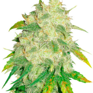 Сорт Il Diavolo Auto fem (Delicious Seeds)
