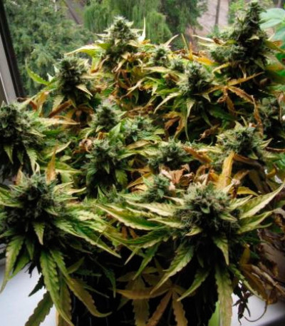 Сорт Il Diavolo Auto fem (Delicious Seeds) Сорт Il Diavolo Auto fem (Delicious Seeds) — изображение 3