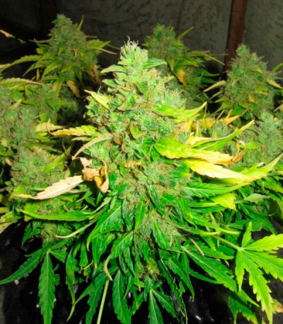 Сорт Il Diavolo Auto fem (Delicious Seeds) Сорт Il Diavolo Auto fem (Delicious Seeds) — изображение 4