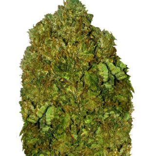 Сорт Money Bush fem (Heavyweight Seeds)