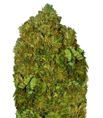 Сорт Money Bush fem (Heavyweight Seeds) Сорт Money Bush fem (Heavyweight Seeds)