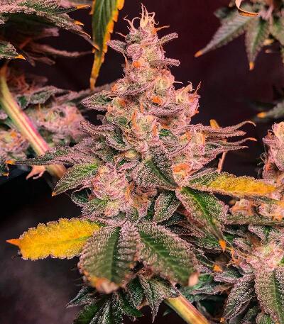 Сорт Garlic Cookies fem (Barney's Farm) Сорт Garlic Cookies fem (Barney's Farm) — изображение 3