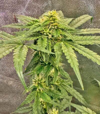 Сорт Garlic Cookies fem (Barney's Farm) Сорт Garlic Cookies fem (Barney's Farm) — изображение 9