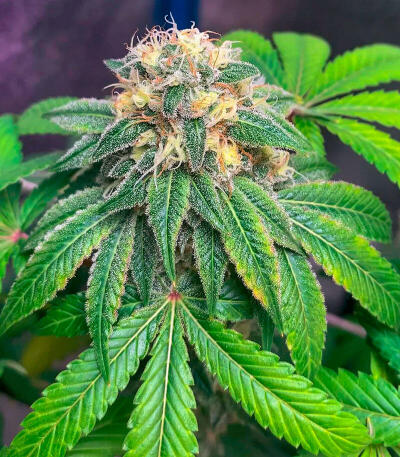 Сорт Garlic Cookies fem (Barney's Farm) Сорт Garlic Cookies fem (Barney's Farm) — изображение 5