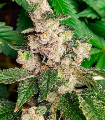 Сорт Garlic Cookies fem (Barney's Farm) Сорт Garlic Cookies fem (Barney's Farm) — изображение 11