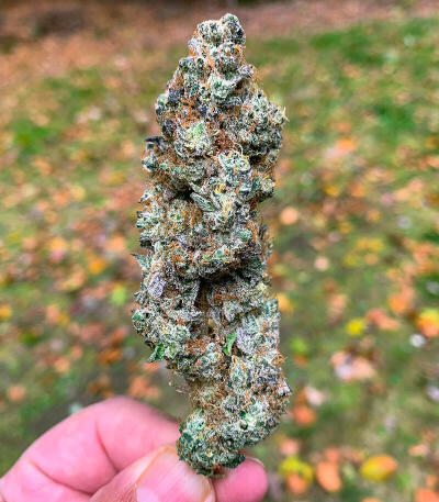 Сорт Garlic Cookies fem (Barney's Farm) Сорт Garlic Cookies fem (Barney's Farm) — изображение 6
