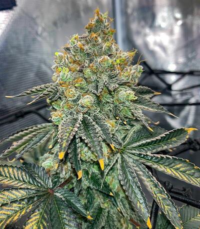 Сорт Garlic Cookies fem (Barney's Farm) Сорт Garlic Cookies fem (Barney's Farm) — изображение 4