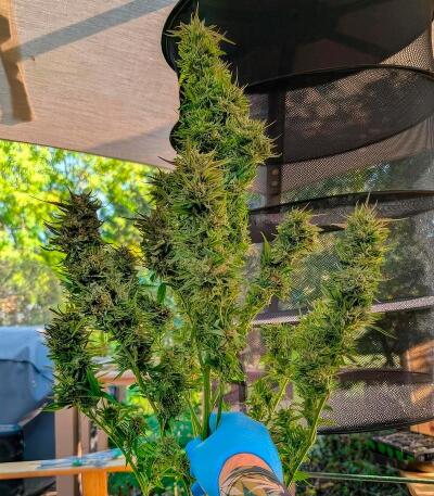 Сорт Insane OG Strain (Barney's Farm) Сорт Insane OG Strain (Barney's Farm) — изображение 3