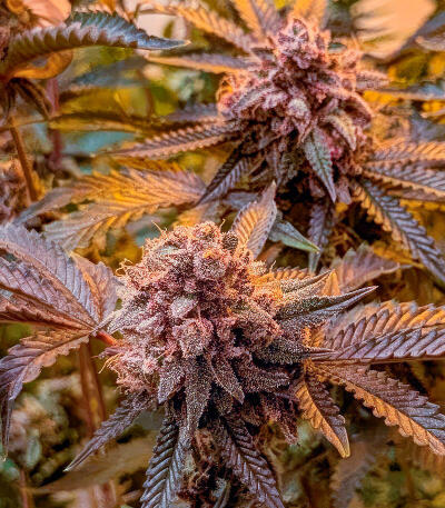 Сорт Insane OG Strain (Barney's Farm) Сорт Insane OG Strain (Barney's Farm) — изображение 4
