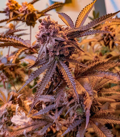 Сорт Insane OG Strain (Barney's Farm) Сорт Insane OG Strain (Barney's Farm) — изображение 5