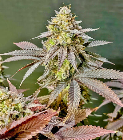 Сорт Insane OG Strain (Barney's Farm) Сорт Insane OG Strain (Barney's Farm) — изображение 7