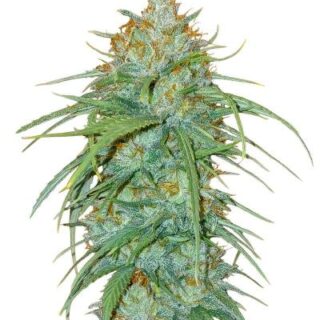 Сорт Insane OG Strain (Barney's Farm)