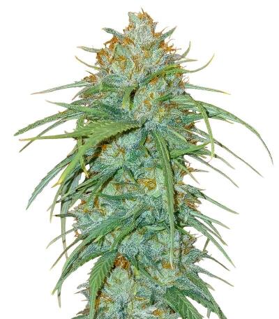 Сорт Insane OG Strain (Barney's Farm) Сорт Insane OG Strain (Barney's Farm)