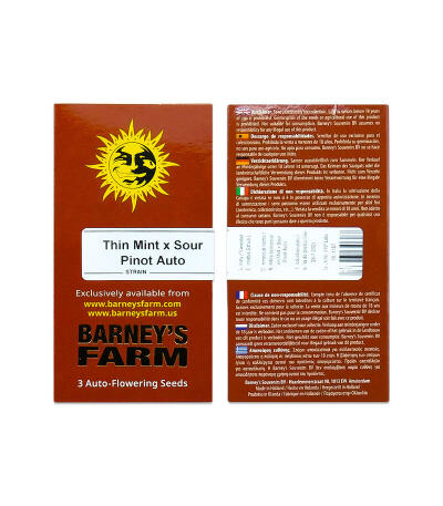 Сорт Thin Mint x Sour Pinot Auto (Barney's Farm) Сорт Thin Mint x Sour Pinot Auto (Barney's Farm) — изображение 2
