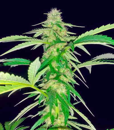 Сорт Thin Mint x Sour Pinot Auto (Barney's Farm) Сорт Thin Mint x Sour Pinot Auto (Barney's Farm) — изображение 3