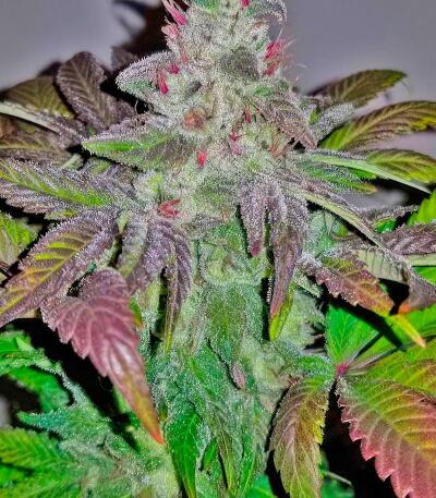 Сорт Thin Mint x Sour Pinot Auto (Barney's Farm) Сорт Thin Mint x Sour Pinot Auto (Barney's Farm) — изображение 4