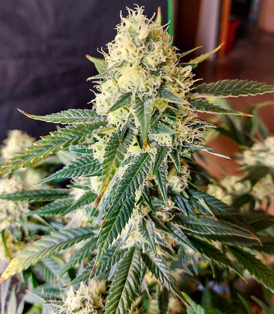 Сорт Candy Kush Fast Version fem (Easy Grow Seeds) Сорт Candy Kush Fast Version fem (Easy Grow Seeds) — изображение 3
