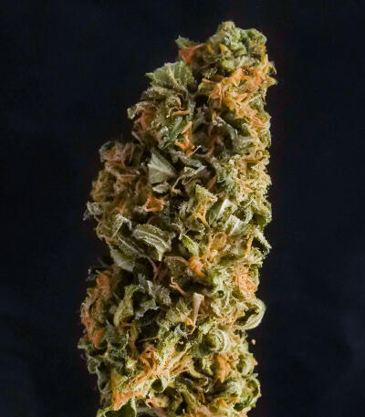Сорт Candy Kush Fast Version fem (Easy Grow Seeds) Сорт Candy Kush Fast Version fem (Easy Grow Seeds) — изображение 4