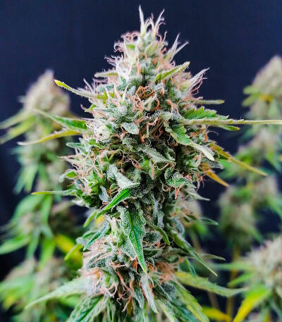 Сорт Candy Kush Fast Version fem (Easy Grow Seeds) Сорт Candy Kush Fast Version fem (Easy Grow Seeds) — изображение 5