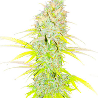 Сорт Candy Kush Fast Version fem (Easy Grow Seeds)
